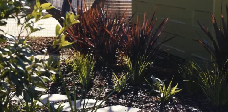 Native garden planting with stepping stones at Telstra Park, Springwood
